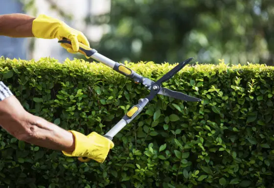 The Pruning Precept